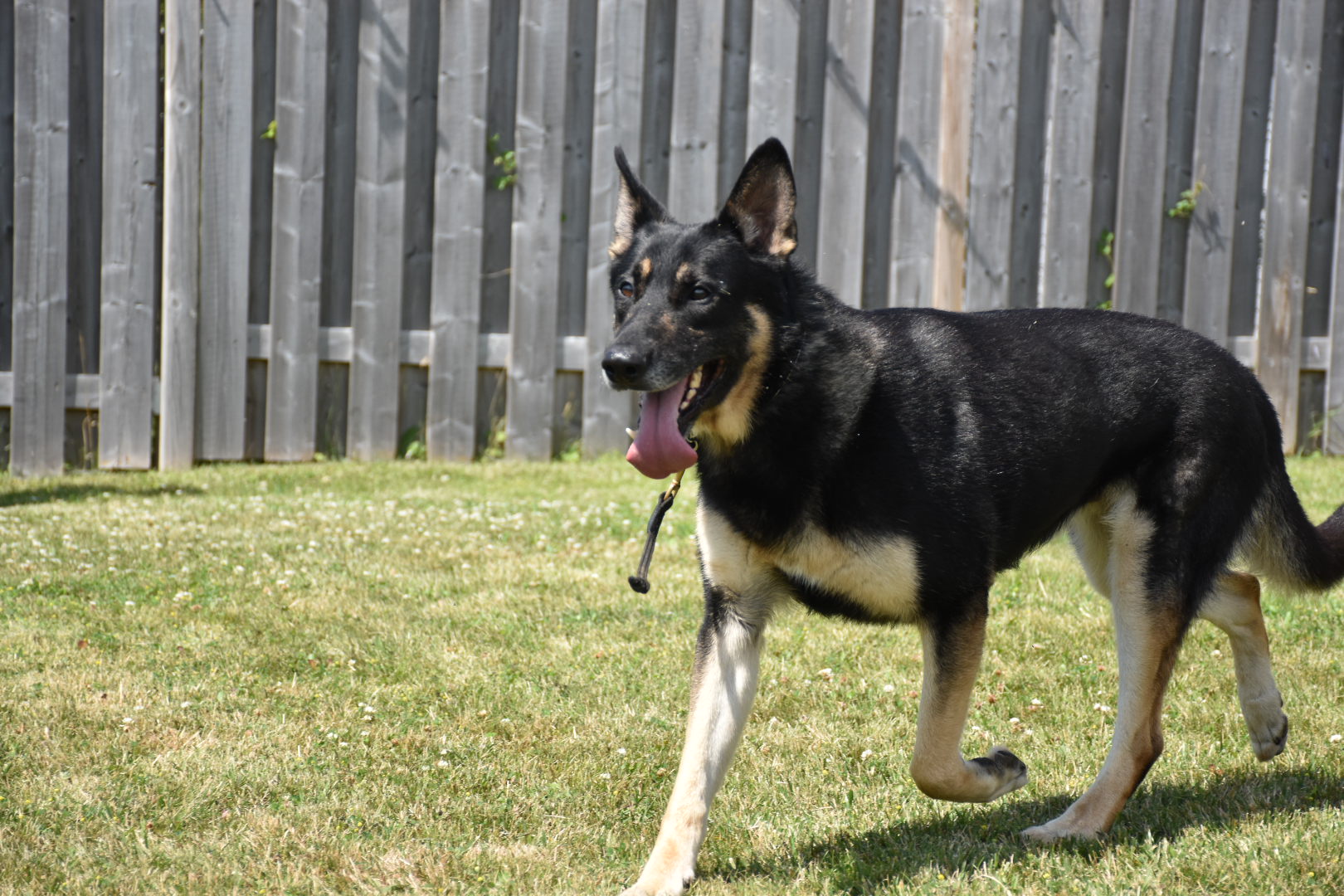 Rudy the German Shepherd Stud in Stride